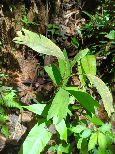 Geonoma stricta