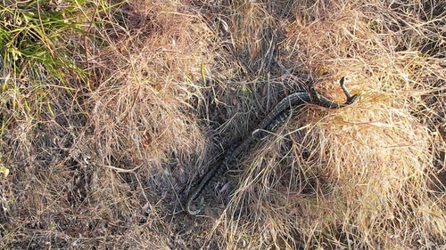 Coastal Carpet Python sighting