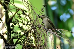 Vireo magister