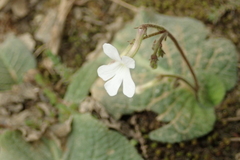 Streptocarpus pentherianus