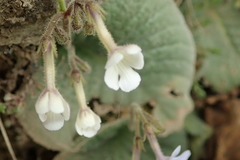 Streptocarpus pentherianus