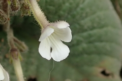 Streptocarpus pentherianus