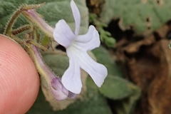 Streptocarpus pentherianus
