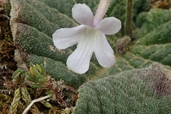 Streptocarpus pentherianus