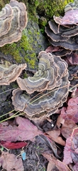 Trametes versicolor