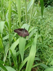 Catasticta hebra potamea