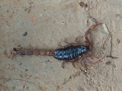 Hottentotta hottentotta