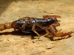 Hottentotta hottentotta