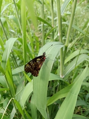 Catasticta hebra potamea