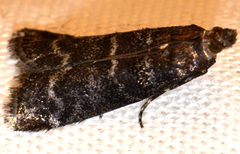 Ortholepis pasadamia