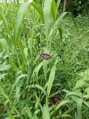 Catasticta hebra potamea