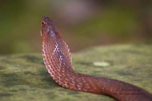Dull Bamboo Snake