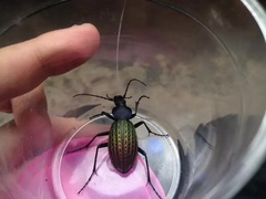 Carabus davidis