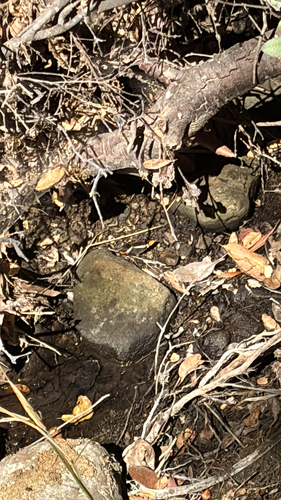 iNaturalist observation photo of Butterflies and Moths