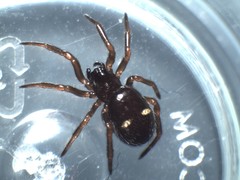 Asagena americana
