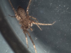 Anyphaena fraterna