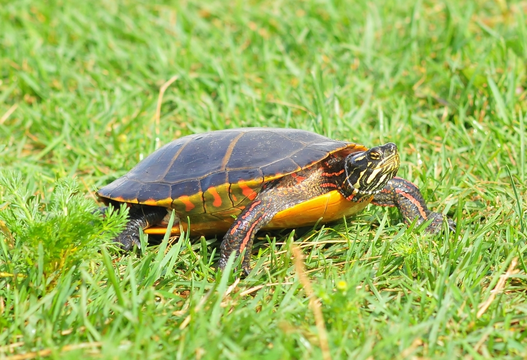 Eastern Painted Turtle From Kent County NB Canada On July 28 2011 At   Large 