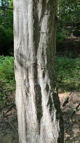 American Hornbeam
