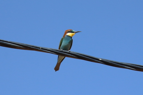 European Bee-eater