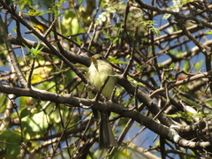 Xenotriccus mexicanus