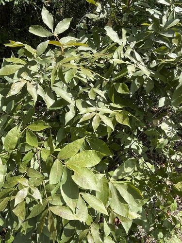 Sand hickory (Carya pallida)