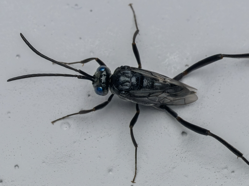 Blue-eyed ensign wasp