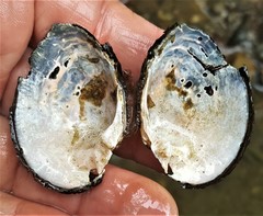 Alasmidonta undulata