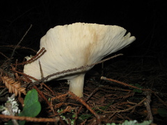 Leucopaxillus paradoxus