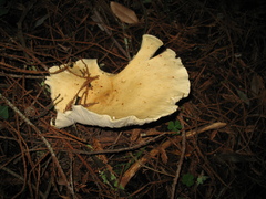 Leucopaxillus paradoxus