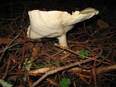 Leucopaxillus paradoxus