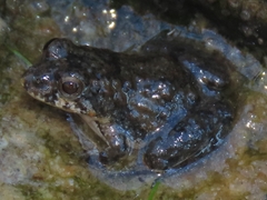 Cope's Swamp Frog photo 5