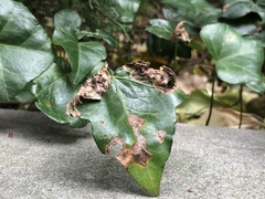 Colletotrichum trichellum