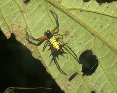 Micrathena kirbyi