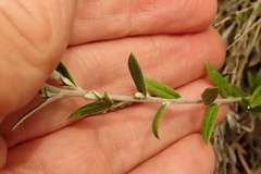 Athrixia phylicoides