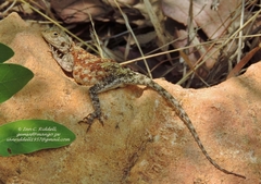 Agama kirkii