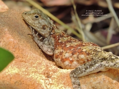 Agama kirkii