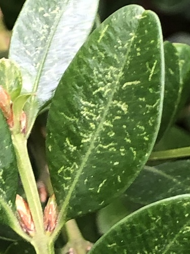 Boxwood Mite