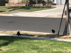 Corvus brachyrhynchos