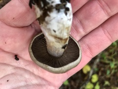 Cortinarius infractus