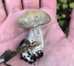 Cortinarius infractus