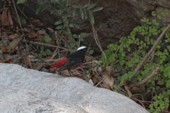 Phoenicurus leucocephalus