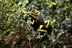 Yellow-Bellied Poison-Arrow Frog photo 3