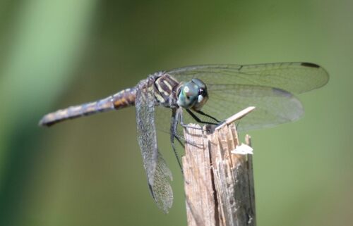 Blue Dasher