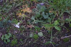 Silene latifolia