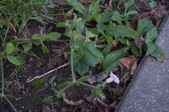 Silene latifolia