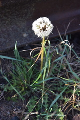 Taraxacum officinale