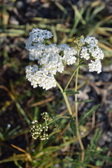 Achillea millefolium