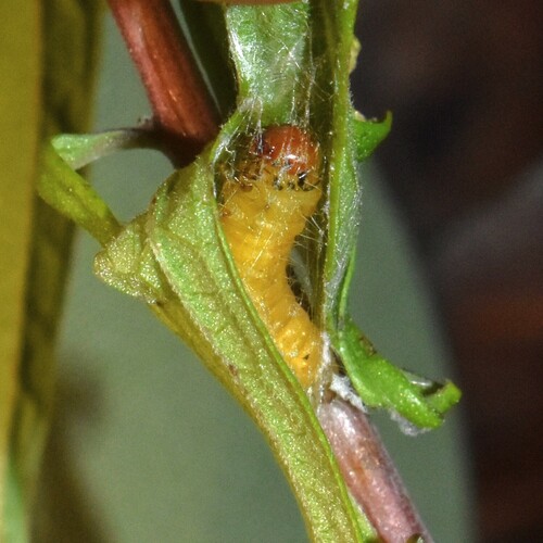 Obsolete-banded Leafroller Moth photo 4
