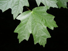 Acer leucoderme