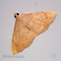 Hyalobathra illectalis